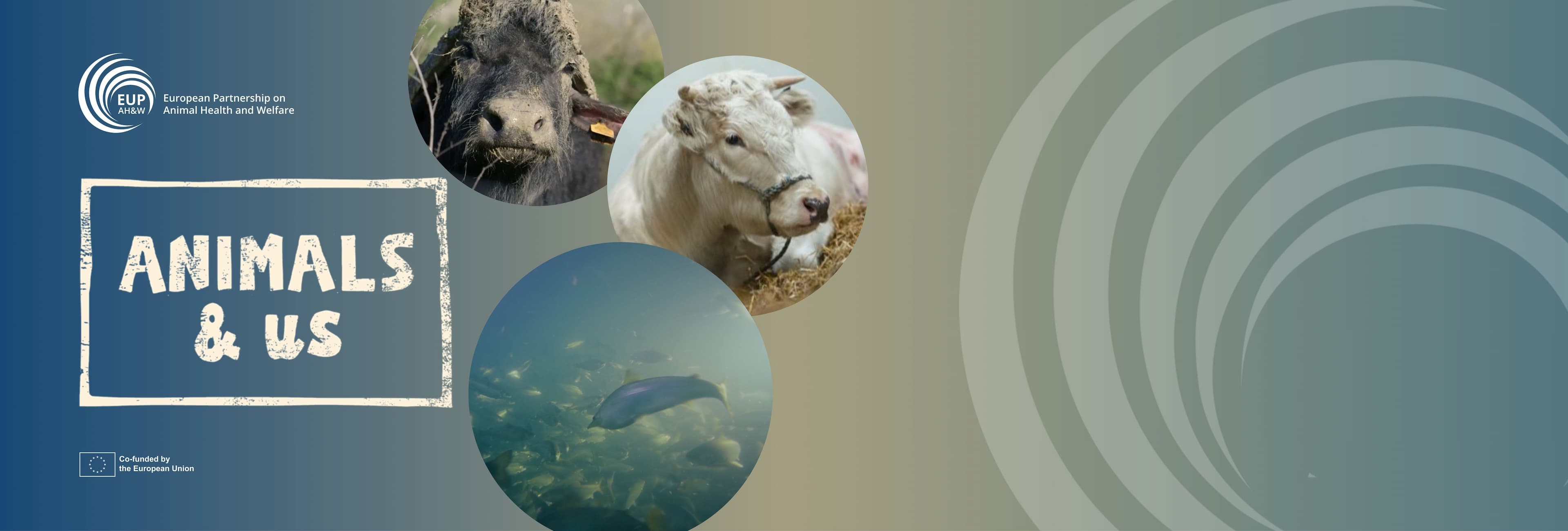 Three films for the EUP AH&W